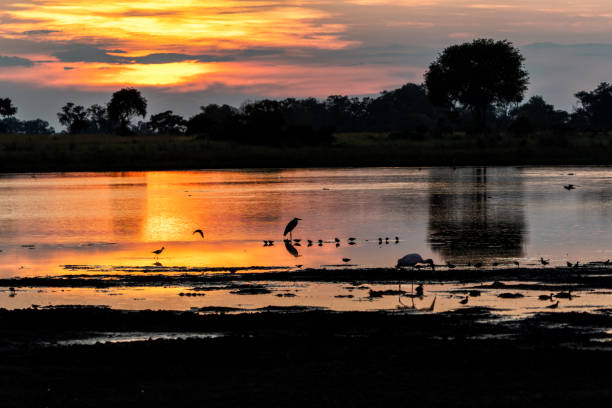 istock Sunset with birds in the Okavango Delta in Botswana 2179190548