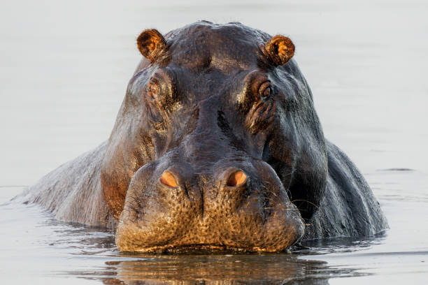 istock Hippopotamus in the Okavanga Delta in Botswana 2179190788