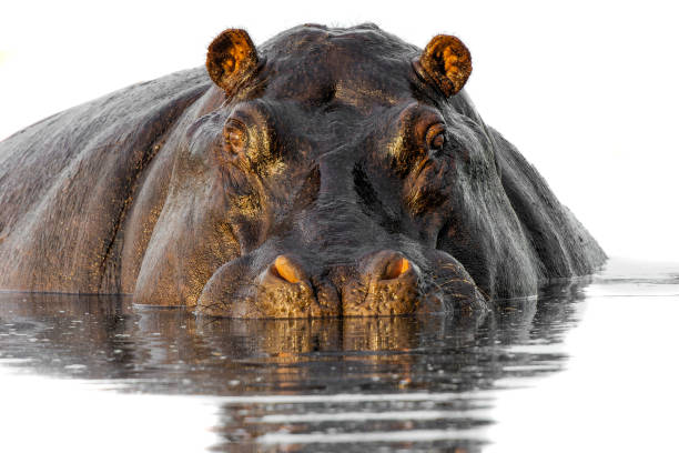 istock Hippopotamus in the Okavanga Delta in Botswana 2179190789