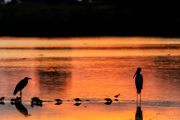 Sunset with a sundowner drink at a lake with birds in the Okavango Delta in Botswana