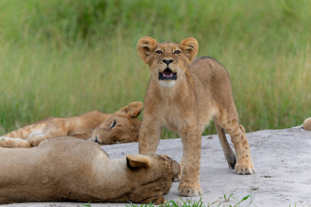 istock Lion cub in the Okavango Delta in Botswana 2179191078