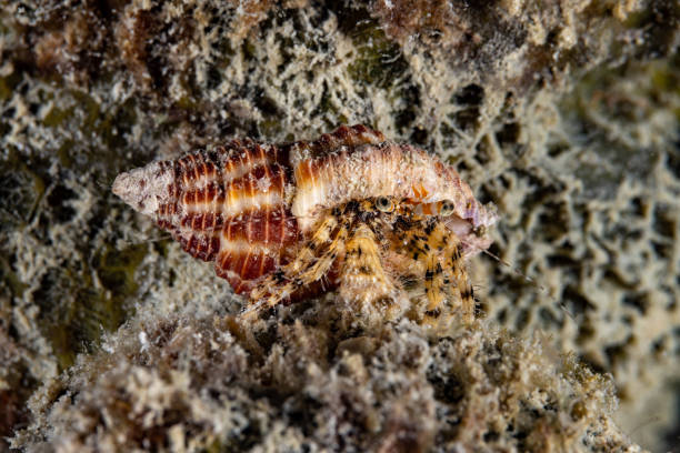 Dash Lined Hermit Crab Pagurus decimbranchiae, a right-handed crab, occurs in the tropical Western Pacific from Indonesia to Japan in a depth range from 0-9m an coral reef slopes, on sandy bottom of lagoons, max. size 1.5cm. \n\nTriton Bay, Indonesia \n3°43'41.1276 S 133°53'39.1056 E at 7m depth by night