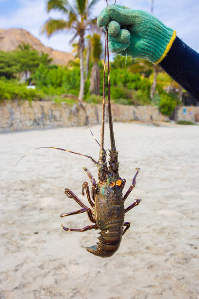 istock Alive south pacific spiny lobster recently caught 2179206249