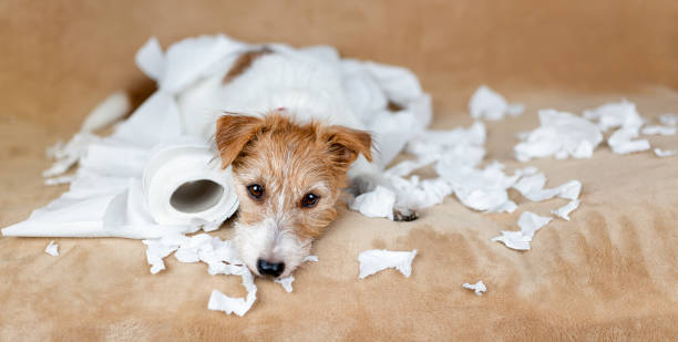 istock Naughty mischievous dog after chewing toilet paper, puppy hyperactivity 2179212892