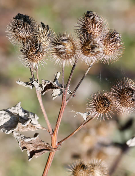 istock Greater Burdock (Arctium lappa) weathered Plant with Spiny Fruits 2179213058