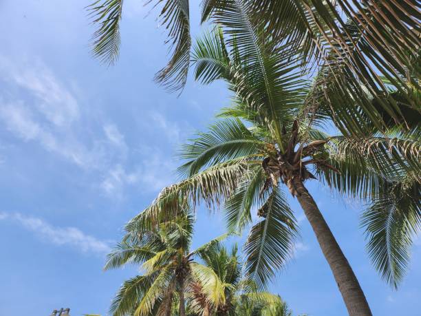 istock Tropical coconut tree leaves palm Thai beach 2179214563