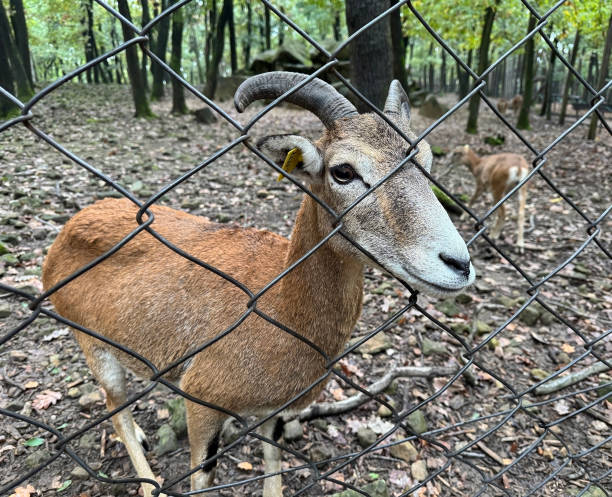 Young chamois behind a chainlink fence