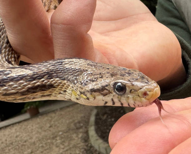istock Snake in the hand of a man 2179215510