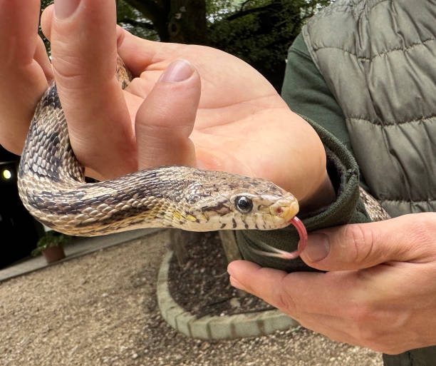 istock Snake in the hand of a man 2179215516