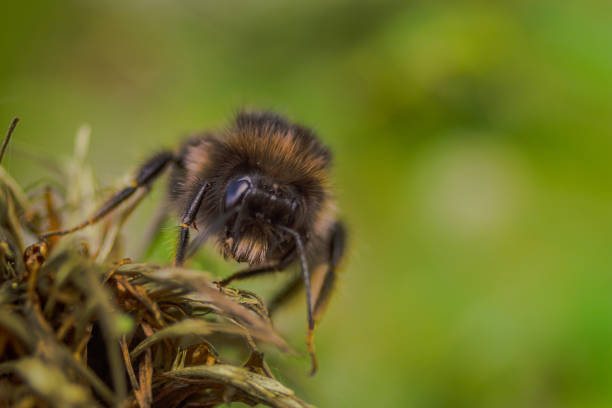 Close-up of a bumblebee collecting nectar and pollinating a vibrant yellow flower. Captured in a summer garden with natural light