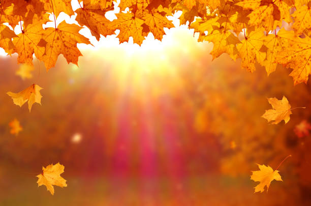 istock Autumn maple leaves on wooden  table.Falling leaves natural background. 2179218128