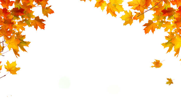istock Leaf Frame. Autumn falling maple leaves isolated on white background. Fall  foliage. 2179218382