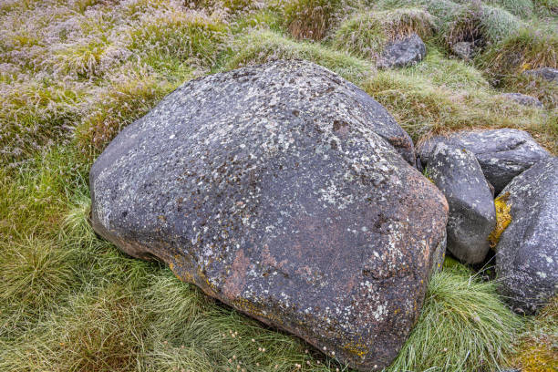 Bedrock sticking up through the arctic grass and other plants in Ilulissat on a rainy day at western Greenland