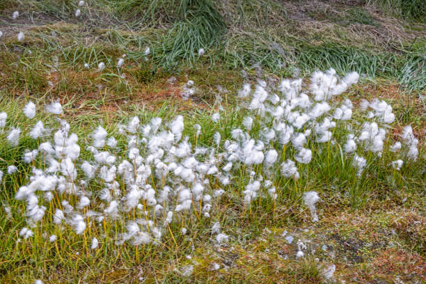 Cotton grass, Eriophorum in arctic surroundings