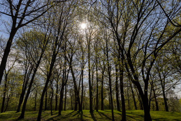 yellow foliage and young green foliage of trees in spring, deciduous trees in the park in spring in sunny weather