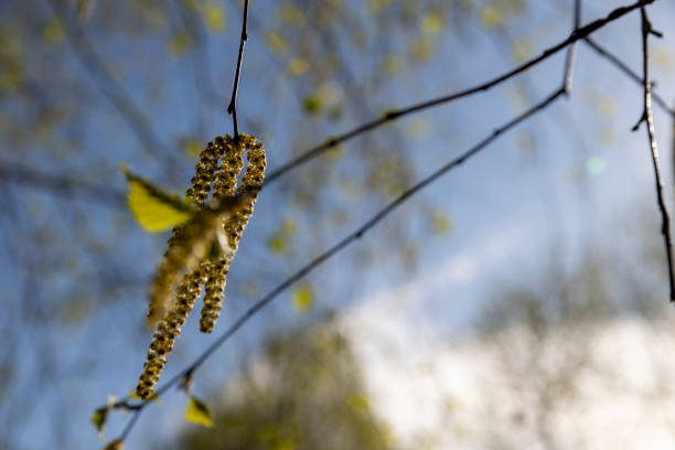 flowers of the birch tree in spring, beautiful birch catkins during flowering, against a blue sky background