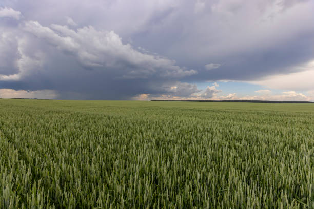 istock a field with unripe wheat before a thunderstorm 2179219899