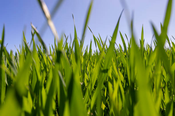 istock green wheat in the agricultural field in spring 2179219981