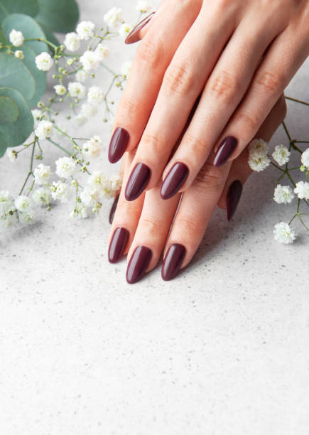 istock Elegant manicure with deep burgundy nails surrounded by delicate white flowers on a soft surface 2179220208