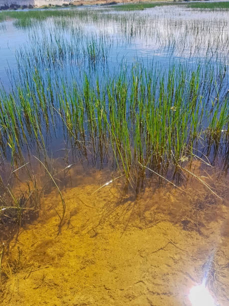 Interplay between nature and its reflection on the still waters of a pond. The lush, verdant grasses