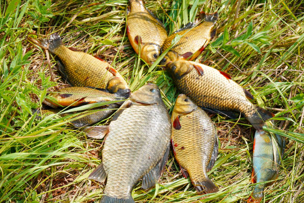 Silver and golden crucians on the grass. Fish on the grass. Selective focus.