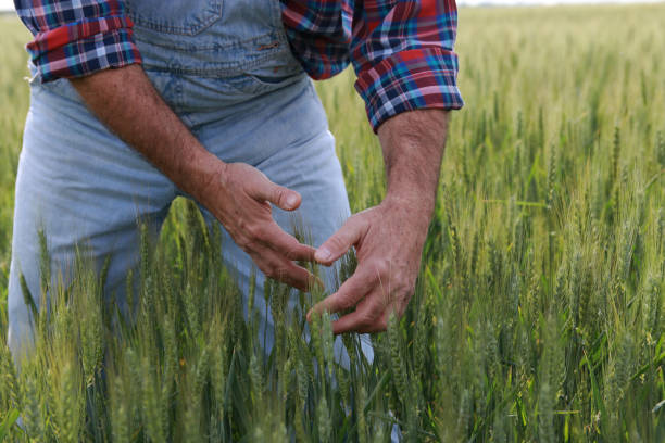 istock Senior farmer in agricultural field check plant 2179227126