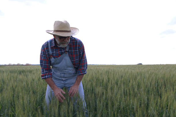 istock Senior farmer in agricultural field check plant 2179227127