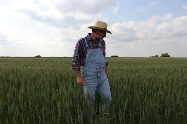 istock Senior farmer in agricultural field check plant 2179227144