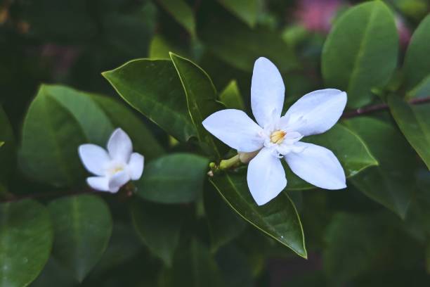 istock White Jasmine Flowers in a Garden 2179229575