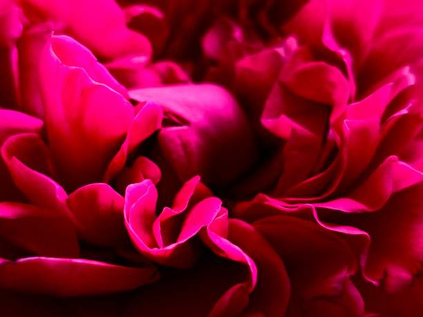 istock Red rose petals close up 2179232595