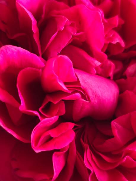 istock Red rose petals close up 2179232617