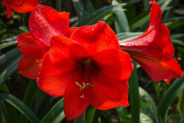 Red Amaryllis rilona bunch, green leaves and pollen