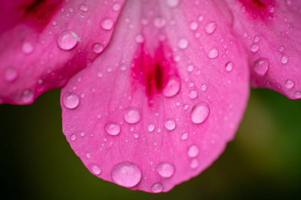 close-up shot of a vibrant pink petal adorned with fresh dew drops, capturing nature's beauty and freshness. Ideal for backgrounds, nature themes, and floral concepts.