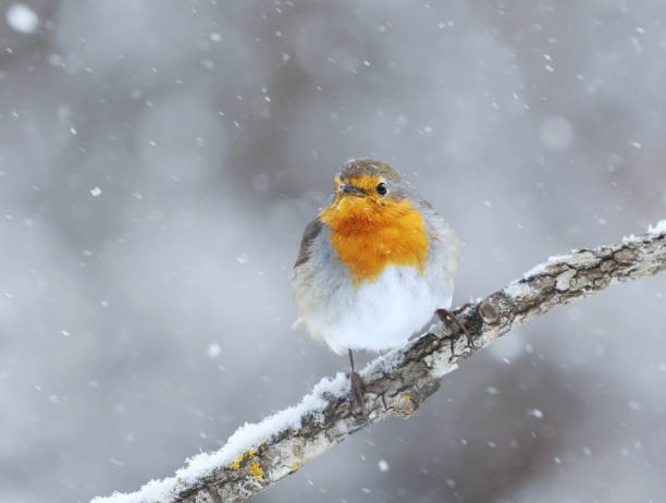 istock European robin (erithacus rubecula) in snowfall sitting on a branch in early spring. 2179238992