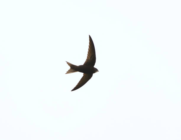 istock Common swift (Apus apus) flying in the grey sky in summer. 2179239743