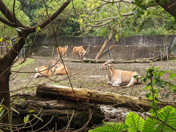 istock Antelopes resting in zoo enclosure 2179240127