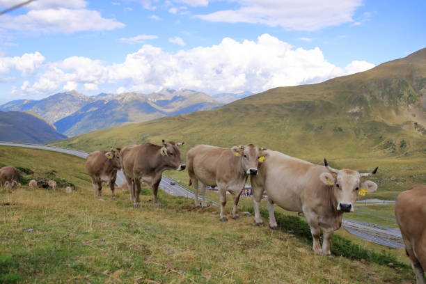istock cows in the Pyrenees in Andorra 2179240309
