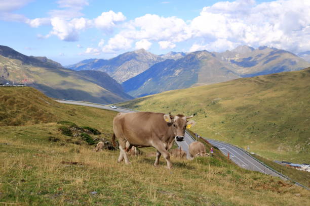 istock cows in the Pyrenees in Andorra 2179240312