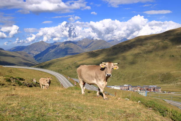 istock cows in the Pyrenees in Andorra 2179240385