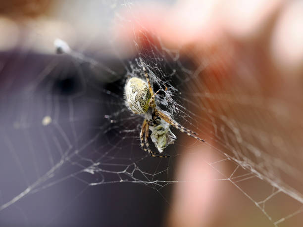 istock Aculepeira ceropegia, the oak spider with prey in the web 2179241542