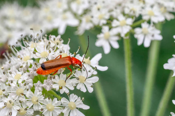 istock Rhagonycha fulva red insect on white flower 2179241551