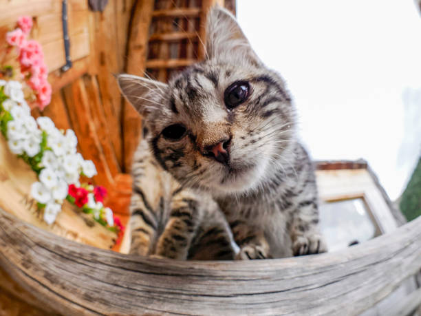 A Cute kitten cat in dolomites hut close up looking at you