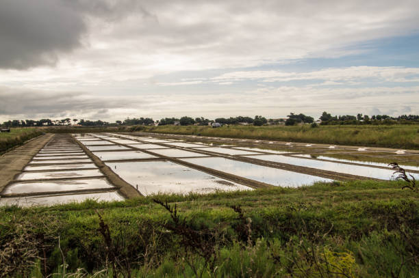 istock Charente Maritime landscape of the Ile de Re 2179241703