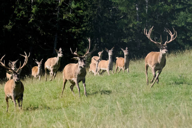 istock deers running to you in the grass 2179241764