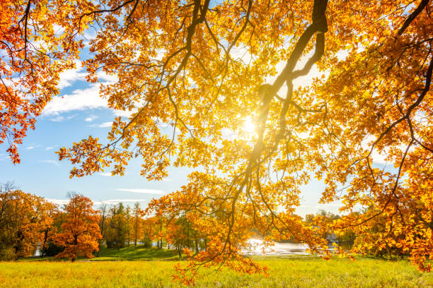 istock Oak tree leaves under evening sun in autumn 2179245757