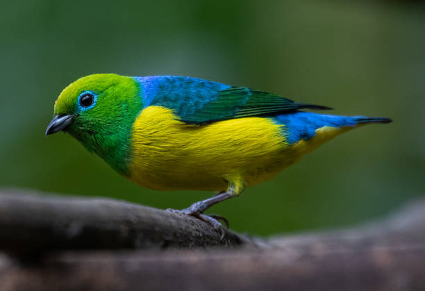 istock colorful bird in feeder 2179252156