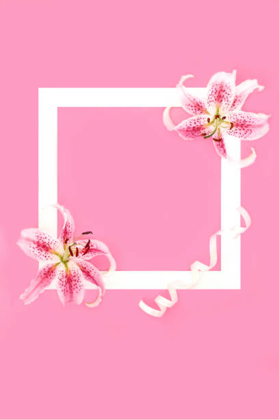 istock Pink Lily Flower Background Border Frame Design 2179256913
