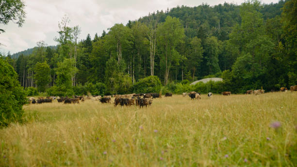 A diverse group of cows peacefully grazes in a spacious field, surrounded by dense forest, exemplifying serene rural life.