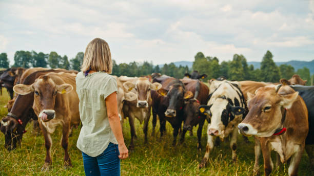istock Caucasian Female Farmer Overseeing Cattle in Pasture 2179261387
