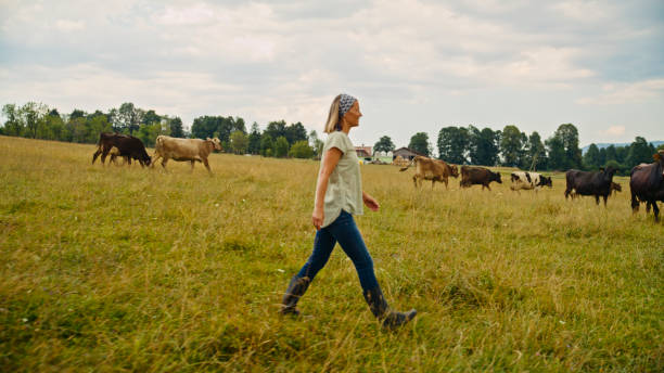 istock Caucasian Female Farmer Tending Cattle 2179261406